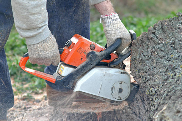 Best Tree Removal Service  in Evergreen, CO